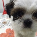 제주 헬로우펫 이미지