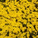 가고파플라워 이미지