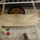 아롱이다롱이 이미지