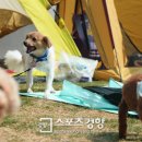 도그데이 이미지