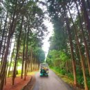 사이프러스CC 이미지