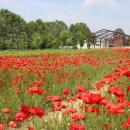 청보리 농장 이미지