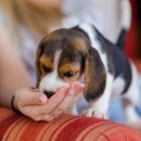 우리집 강아지 이미지