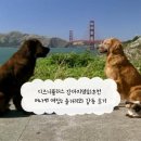 구지로R | 디즈니플러스 강아지영화추천 머나먼 여정2 줄거리와 후기