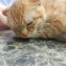 맥동물병원 이미지