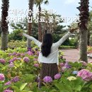 제주 휴애리 자연생활공원 입장료, 축제 일정 안내 수국축제 후기