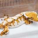 오크포레스트 이미지