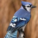 블루(Blue) 이미지