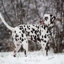 펜션 베네치아 네이버블로그