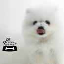 가정견1회분양 이미지