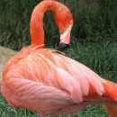 플라밍고 이미지