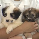 경산의 삽살개육종연구소 이미지