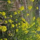 용진산댁님 벌들인가요? 이미지