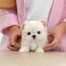 그루밍 플래너 이미지