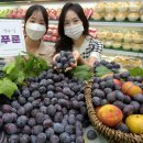 이브유통 뉴시스