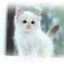 원주브리딩 | 원주고양이분양, 도레미캣이었던 이유