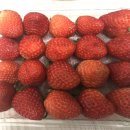 싱싱딸기 이미지