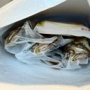 신세계백화점 은마영광상회 보리굴비 Ι 택배선물 시식후기