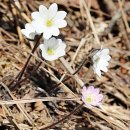 신통한약방 | 오두막주변 야생화 탐방