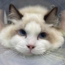 하나카동물병원 이미지