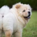 미용하는강아지 이미지