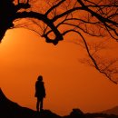 사랑나무 이미지