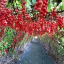 모정농원 이미지