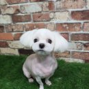 엄지애견미용 이미지