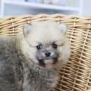 도그블랑 이미지