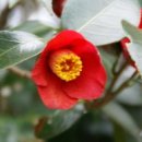 흑산 최익현유적지 이미지