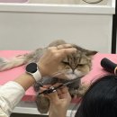 이쁘면다냥 이미지