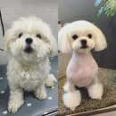 정다운애견미용 이미지