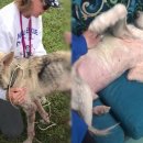 엔젤스펫(Angels pet) 이미지