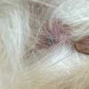 4u동물메디컬센타 이미지