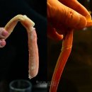 구산항위판장 | 울진 후포항은 지금 ‘게판’… 니들이 구운 게맛을 알아?