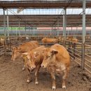 학도스크린 골프 | 에파코팜 목동 한우 농장 방문기