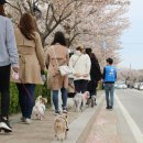펫츠고트래블 네이버블로그
