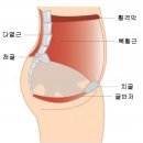 코어(core) 근육의 종류 이미지