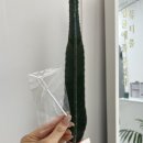 뷰티;하라 | 역삼역]속눈썹펌 유목민이 정착한 속눈썹펌 맛집 하라뷰티 / 내돈내산 후기