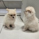 도촌 동물병원 | 도촌동물병원 강아지 피부 진료 후기(아토피,피부종괴) 성남 동물 병원 추천