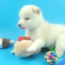 스마일애견미용 | 대전강아지 시바 분양 대전 동양 애견에서 만난 특별한 인연