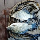 연론낚시터 이미지