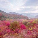 비밀의 정원 이미지