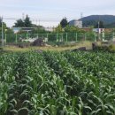 율촌초산수분교장 이미지