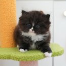 강아지고양이 미유펫 청주점 이미지