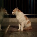 낭만고양이 - 고양시 덕양구 삼송로 240 | 낭만고양이