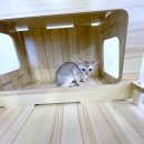 수원고양이분양 고사남 본점 | 수원싱가푸라고양이분양 새 가족과의 만남 그 설레는 여정