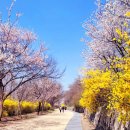 살구꽃공원 이미지