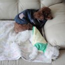 초코랑보리랑 네이버블로그