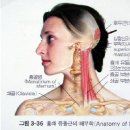 웅~웅~ 진동소리같은 이명과 함께 귀 밑 통증 있다면 흉쇄유돌근 이미지